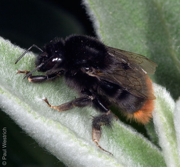 Bombus lapidarius K&ouml;nigin auf einem Blatt des Wollziests (Stachys byzantina)