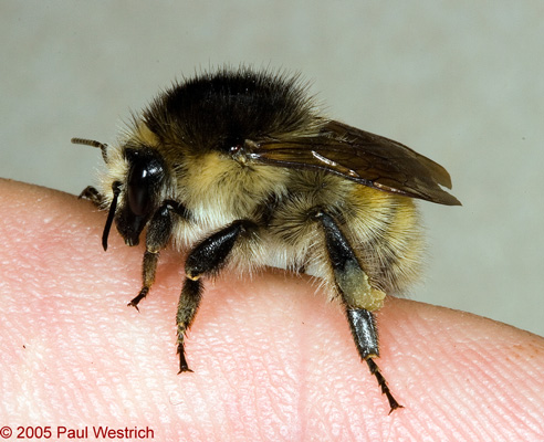Bombus humilis Königin helle Form