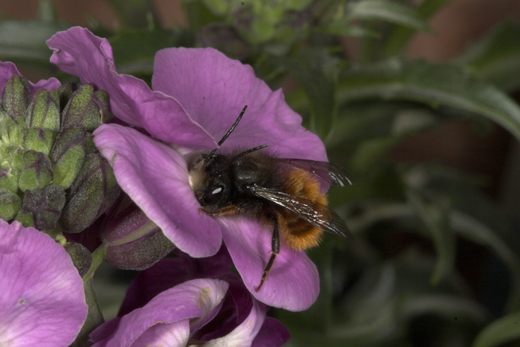Osmia cornuta - M&auml;nnchen an Erysimum nektarsaugend
