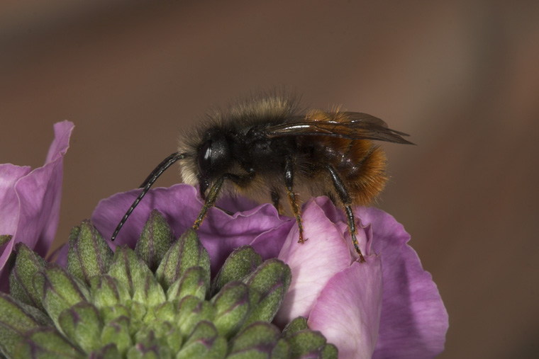 Osmia cornuta - M&auml;nnchen