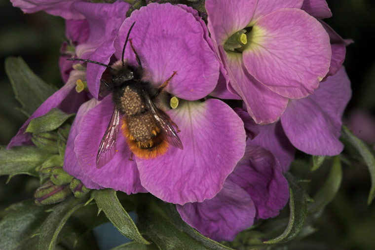 Osmia cornuta - M&auml;nnchen mit Milben besetzt