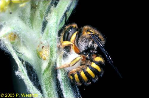 Anthidium manicatum beim Ernten von Pflanzenwolle