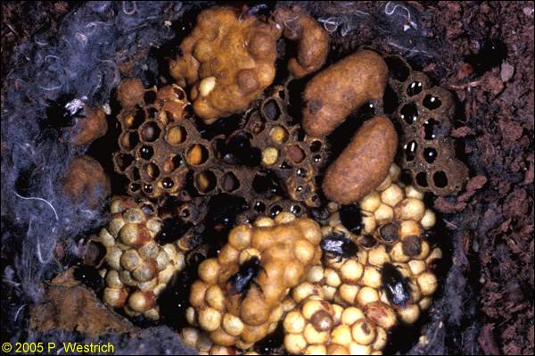 Blick in ein Nest von Bombus lapidarius