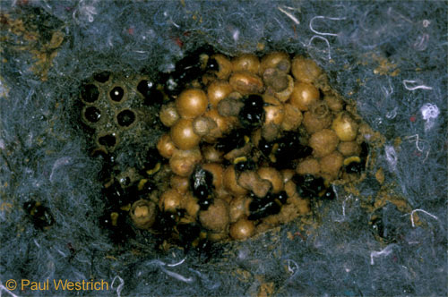 Nest von Bombus pratorum