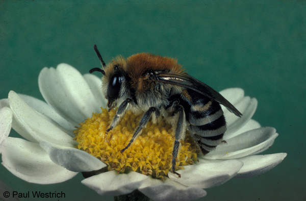 Colletes similis Weibchen