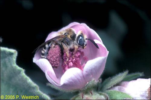 Eucera macroglossa Weibchen auf Althaea officinalis