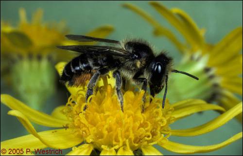 Megachile alpicola Weibchen
