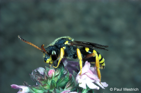 Nomada sexfasciata Weibchen