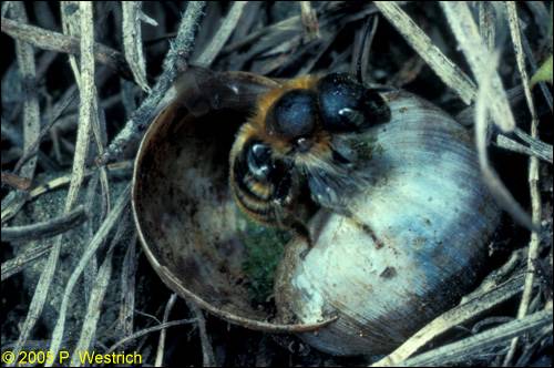 Osmia aurulenta