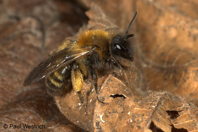 Andrena bicolor - Weibchen