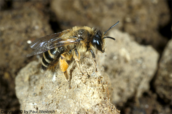 Andrena flavipes Weibchen