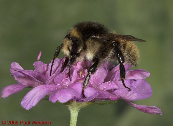Bombus humilis Männchen