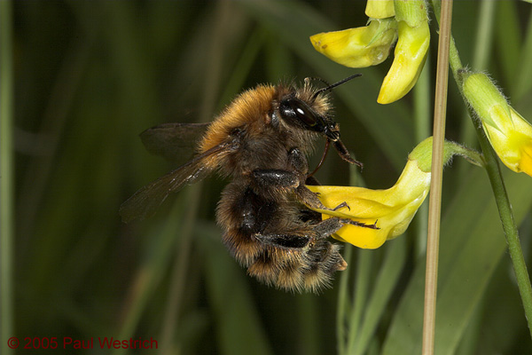 Bombus humilis Königin braune Form