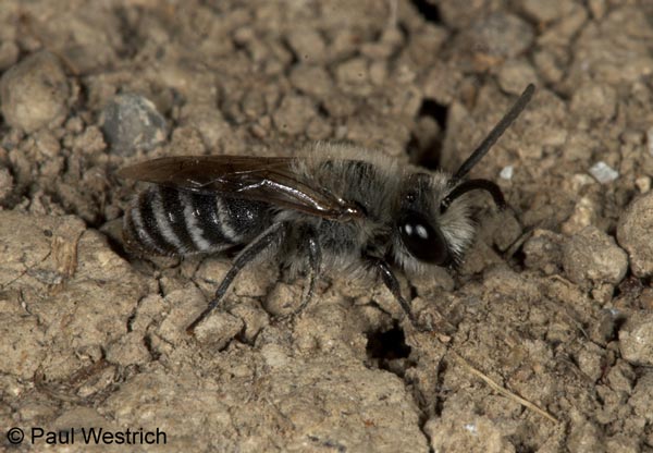 Colletes sierrensis M�nnchen