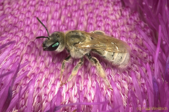Halictus pollinosus Weibchen