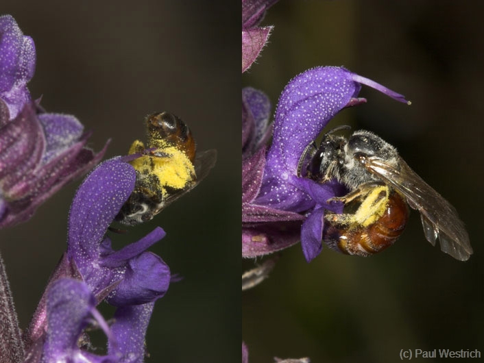 Lasioglossum elegans Weibchen beim Bl�tenbesuch an Salvia verticillata