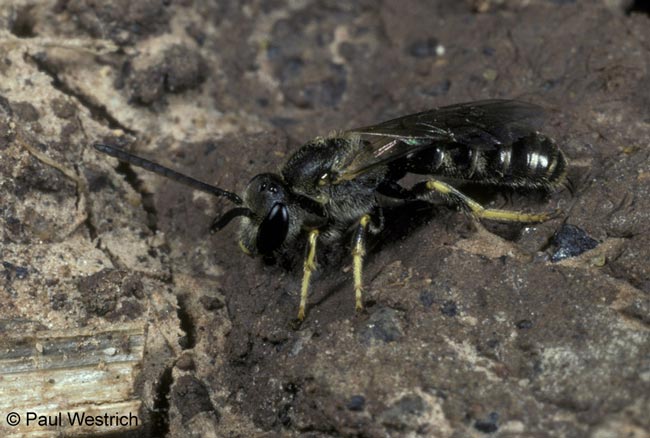 Lasioglossum malachurum M&auml;nnchen