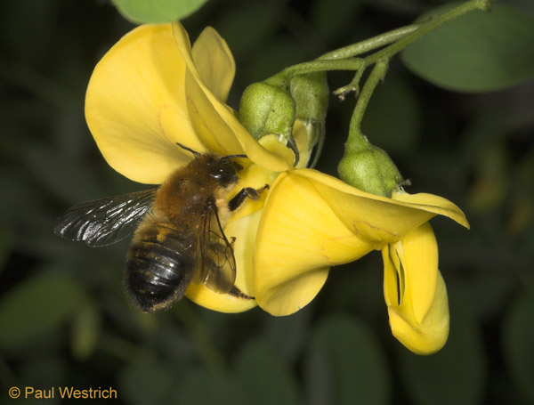 Blattschneiderbiene Megachile nigriventris, Weibchen am Blasenstrauch