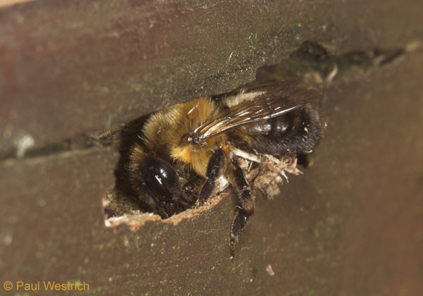 Weibchen beim Nestbau