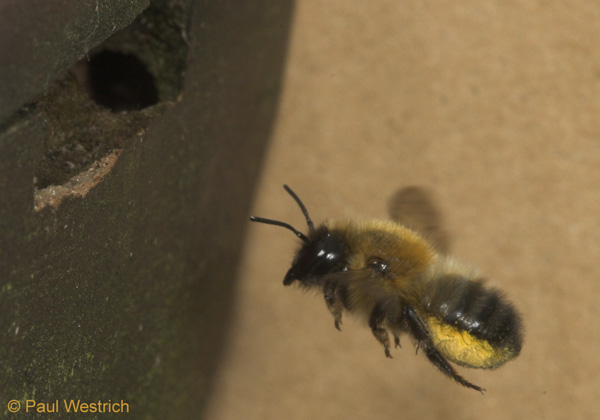 Weibchen mit Pollen