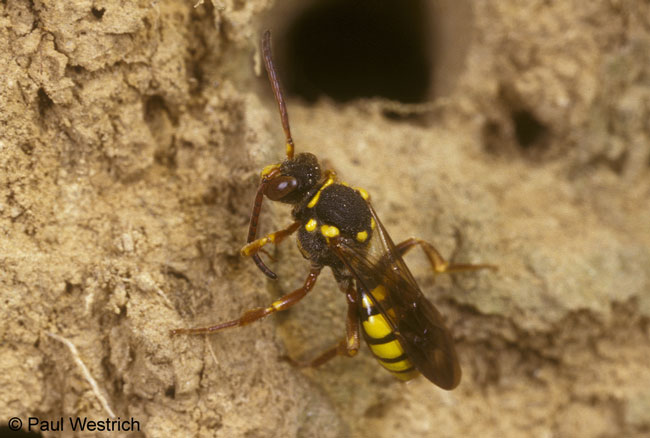 Nomada melathoracica Weibchen