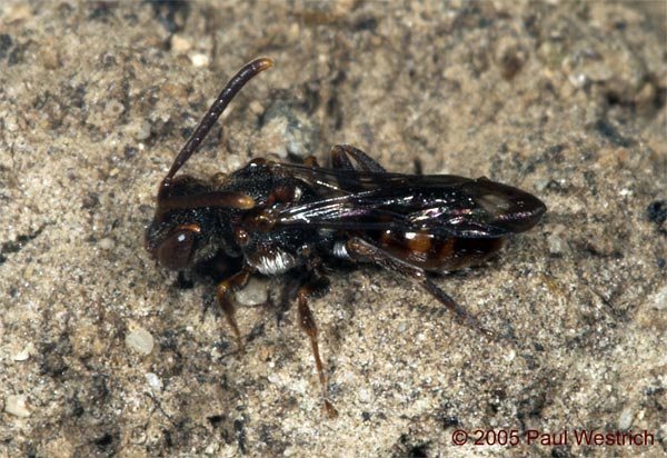 Nomada sheppardana - Weibchen