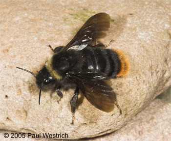 Bombus rupestris Weibchen