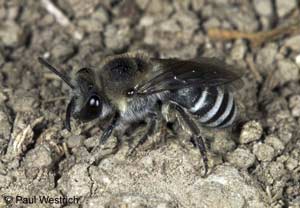 Colletes sierrensis Weibchen