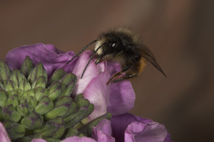 Osmia cornuta - M&auml;nnchen nektarsaugend an Erysimum