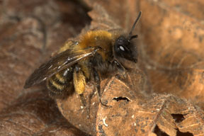 Andrena bicolor - Weibchen