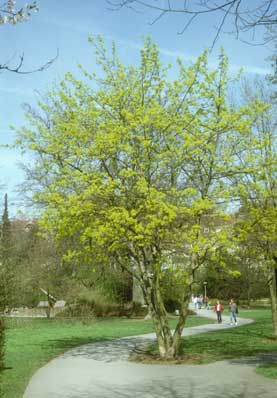 Acer platanoides - Bl&uuml;hender Spitzahorn
