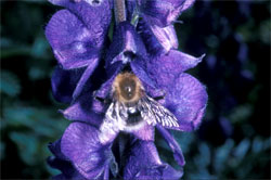 Bombus gerstaeckeri an Aconitum