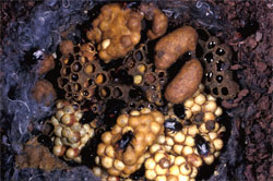 Bombus lapidarius Nest