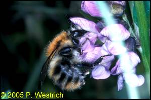 Bombus pascuorum an Vicia 