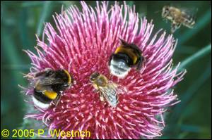 Bombus terrestris Arbeiterinnen auf Cirsium eriophorum