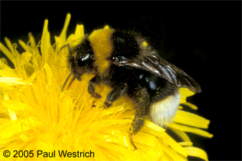 Bombus vestalis Weibchen