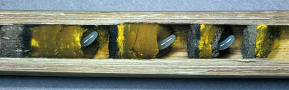 Nest von Osmia cornuta in einem Bambusrohr Nest von Osmia cornuta in einem Bambusrohr