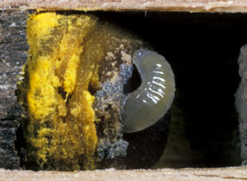 Osmia cornuta Larve