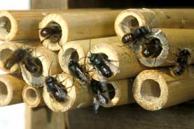 M&auml;nnchen von Osmia cornuta vor den Nestern