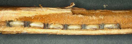 Osmia leucomelana Nest
