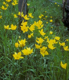 Tulipa sylvestris, Wildtulpe Tulipa sylvestris, Wildtulpe