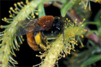 Andrena fulva Weibchen Andrena fulva Weibchen