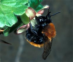 Andrena fulva Weibchen an Stachelbeere