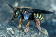 Anthidium oblongatum Weibchen Anthidium oblongatum Weibchen
