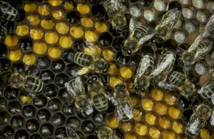 Honigbienen-Volk
