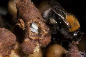 Bombus pascuorum Eier