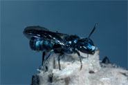 Ceratina chalybea Weibchen Ceratina chalybea Weibchen