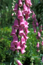 Digitalis purpurea Digitalis purpurea