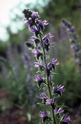 Echium vulgare