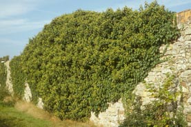 Hedera helix, Efeu